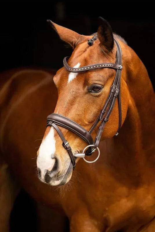 Premium Leather Horse Bridle - Bwok limited